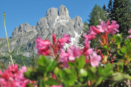 Bl&uuml;hender Almrausch entlang der Themenwanderwege mit Blick zur Bischofsm&uuml;tze