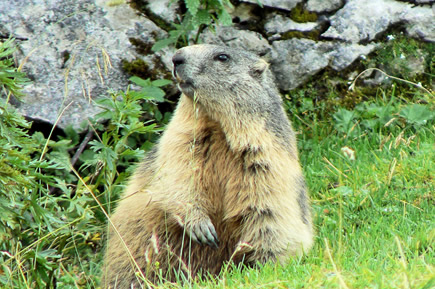 Manggei auf der Bachlalm in Filzmoos