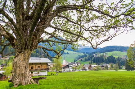 Der Ahornbaum beim B&ouml;grainhof