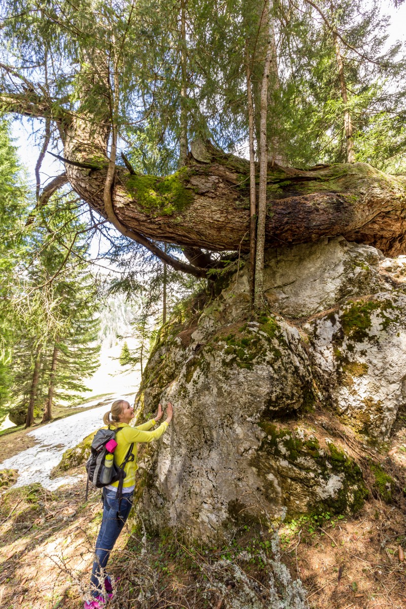 Der L&auml;rchenstein