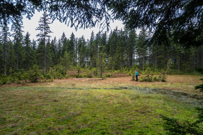 Das Moos am Berg, Zentrum der Stille