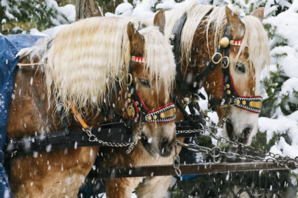 Pferdeschlittenfahrt zu den Hofalmen