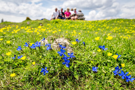 Wandern in Filzmoos und Wandernadel erwerben
