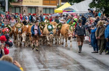 fleckvieh-vom-krahlehenhof