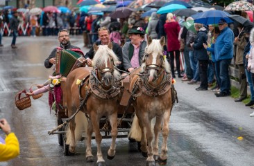 haflingergespann-vom-hammerhof