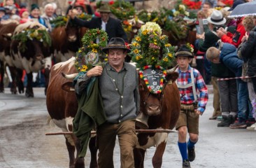 pinzgauer-kuehe-vom-boegrainhof