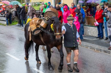 tragpferd-vom-schoberhof