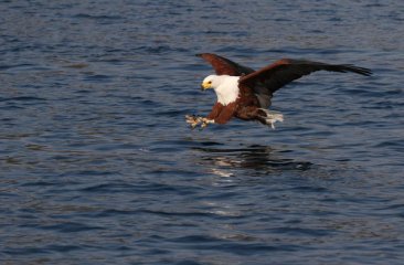 afrikanischer-fischadler