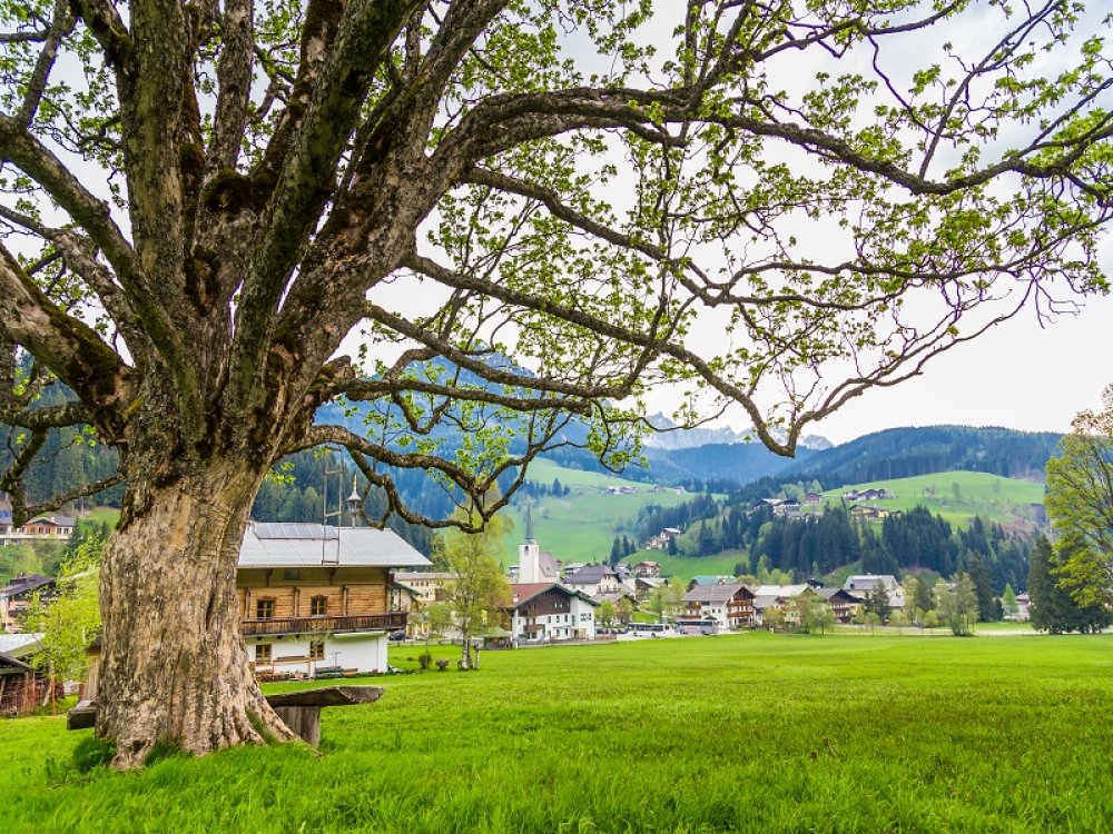 ahornbaum-hinterm-boegrainhof