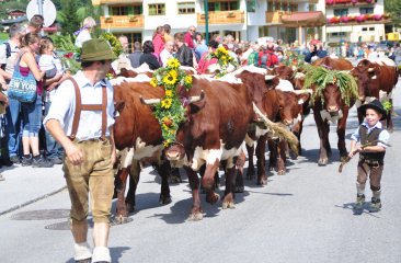 almabtrieb-pingauer-kuehe