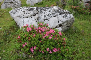 almrosen-auf-der-alm