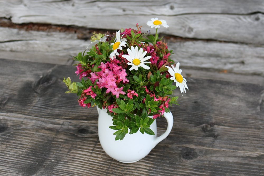 Wo der Almrausch blüht