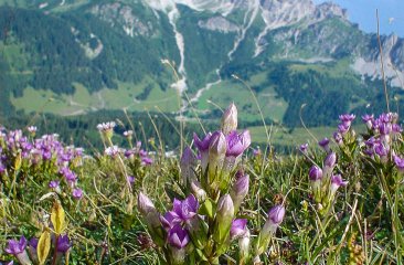 alpenblumen
