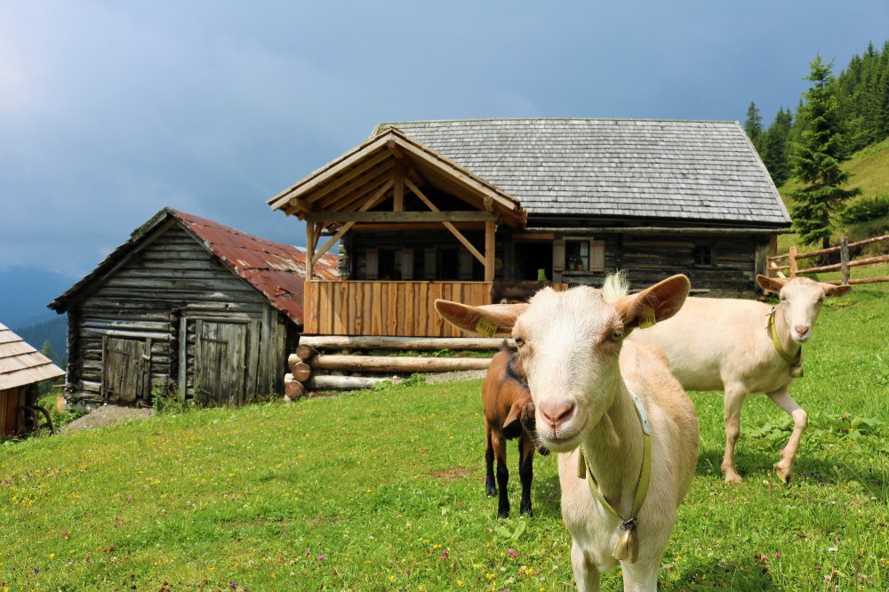 Heuer NEU: Die Arzbergalm
