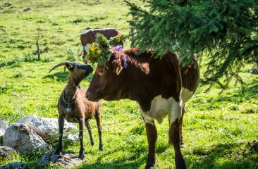 aufgekranzte-tiere-beim-almabtrieb