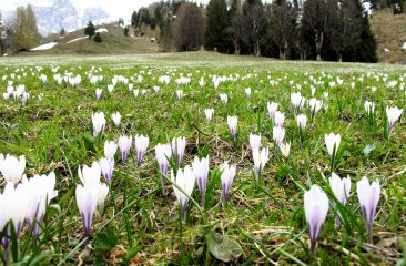 bergfruehling-in-filzmoos4