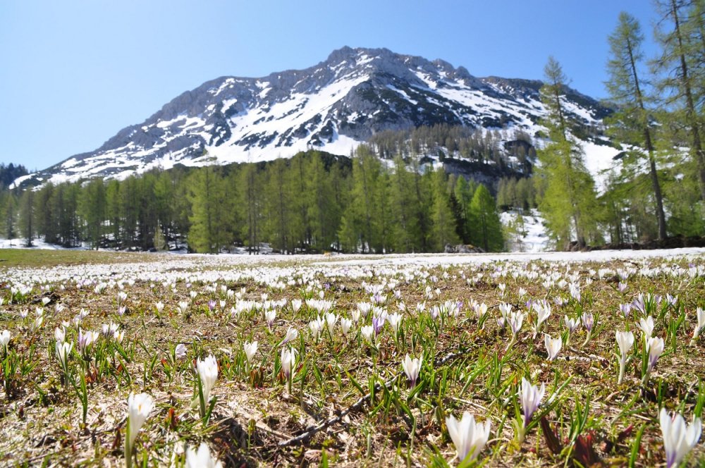 Bergfrühling in Filzmoos