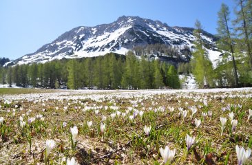 bergfruehling-in-filzmoos6