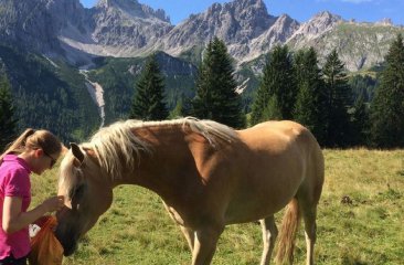 besuchen-der-pferde-auf-der-alm