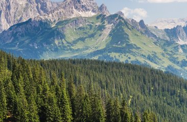 bischofsmuetze-neuberg2