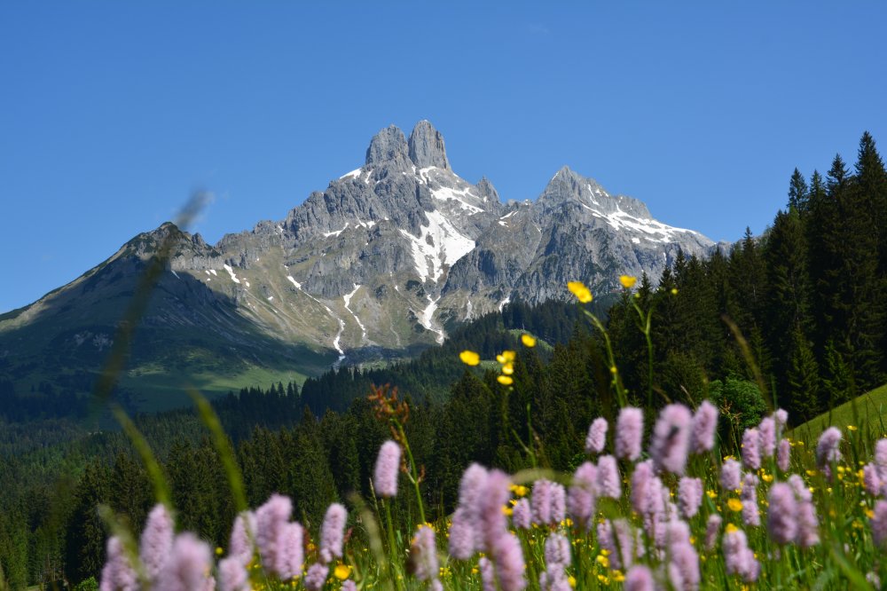 Wahl zur Salzburger Almsommerhütte
