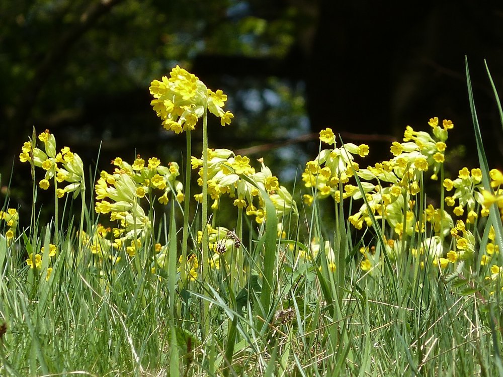 blumenwiese-schlüsselblume