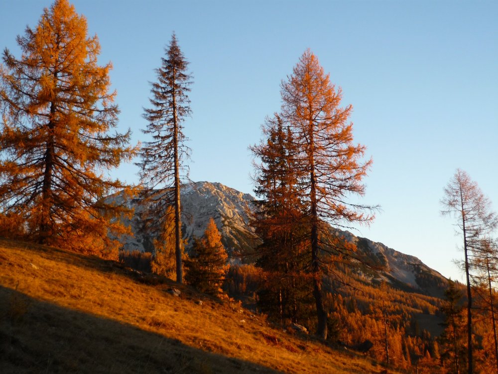 bunte-farbenpracht-im-herbst-sulzenschneid