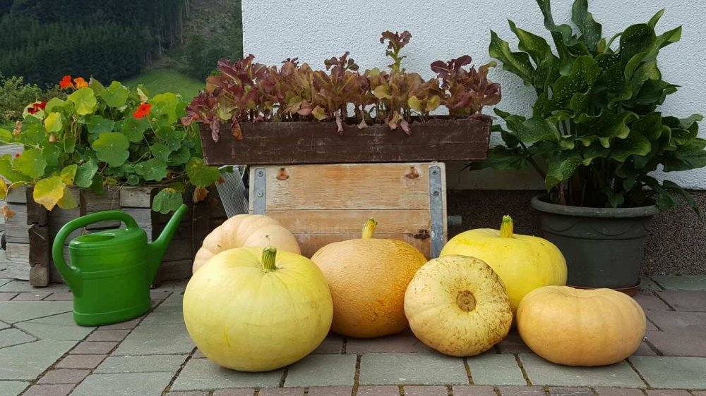 der-herbst-steht-vor-der-tuer