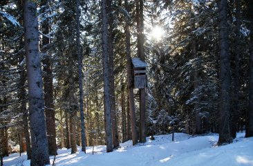 der-winter-im-wald