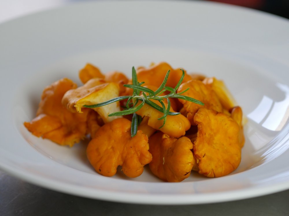 Start in die Eierschwammerl-Saison