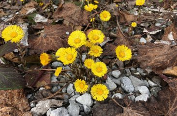 erste-fruehlingsboten