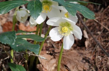 erste-fruehlingsboten