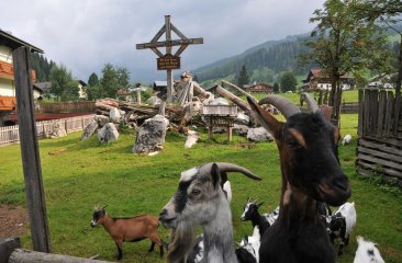 fiakerwirt-filzmoos-7