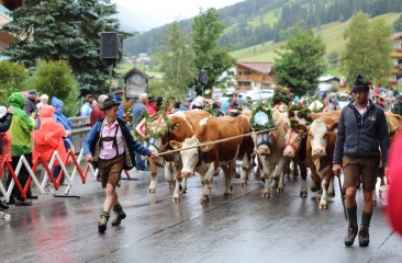 fleckvieh-vom-krahlehenhof