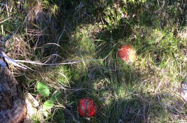 fliegenpilze-am-wegesrand