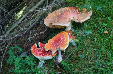 fliegenpilze-bringen-glueck