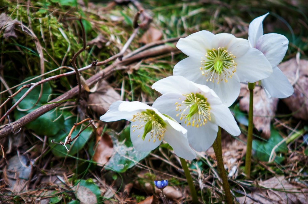 Die Schneerose als erster Frühlingsbote