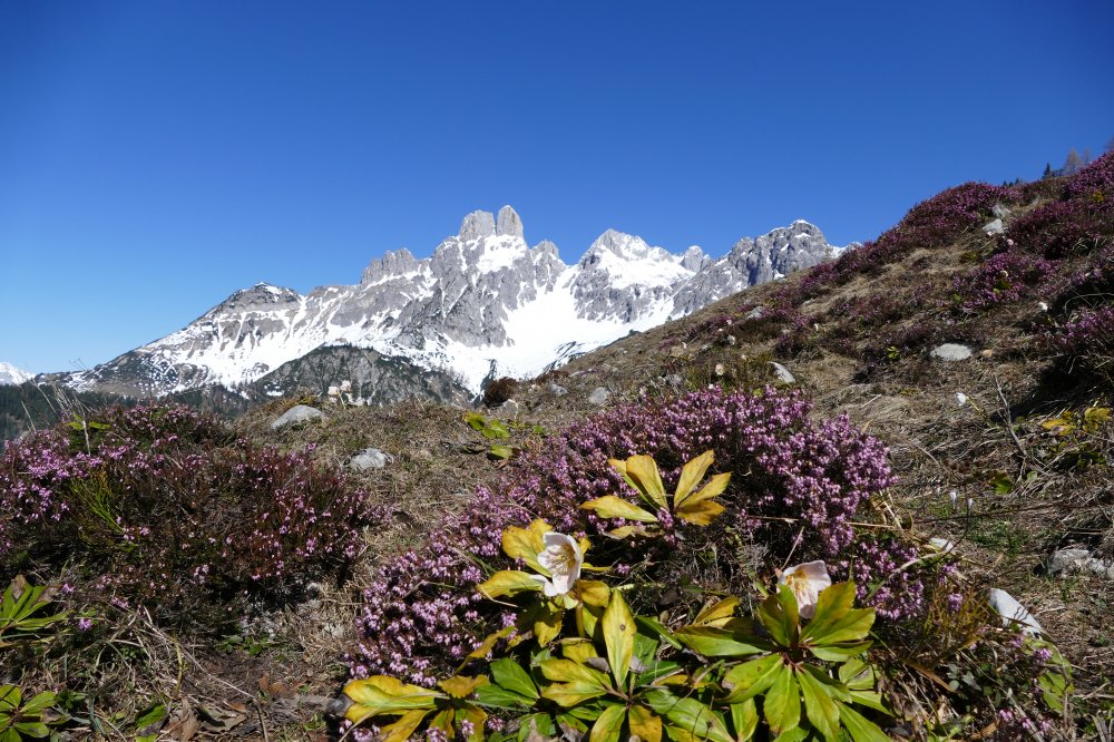 Der Frühling weckt die Lebensgeister