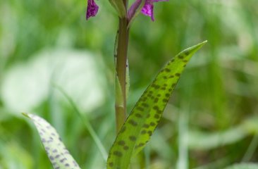 geflecktes-knabenkraut