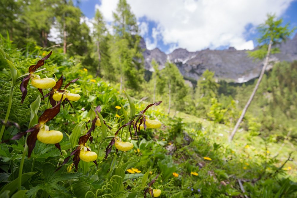 Brautschau der Königinnen