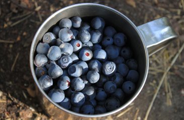 gesammelte-heidelbeeren