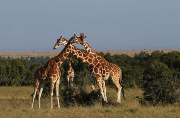 giraffen-in-sambia