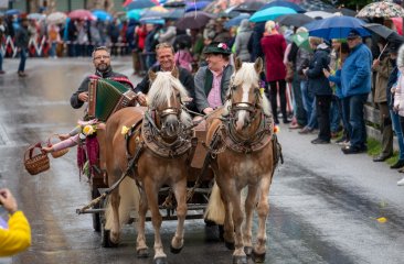 haflingergespann-hammerhof