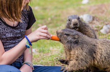 kind-mit-murmeltieren