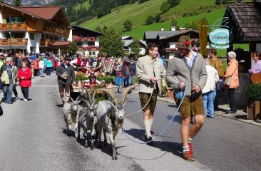 kleintiere-beim-almabtrieb