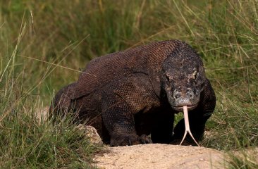 komodowaran