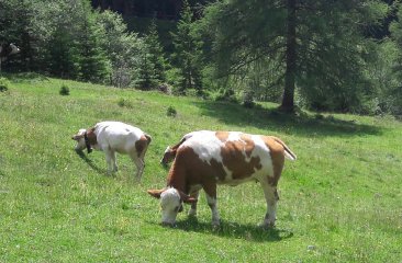 kuehe-auf-der-alm