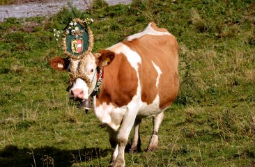 kuh-mit-blumenschmuck