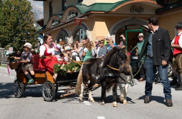 minipony-kutschengespann