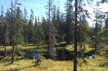 moorlacke-am-rossbrand